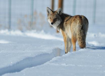 土狼, 雪, 野生动物, 自然, 捕食者, 毛皮, 户外