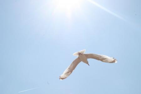 海鸥, 太阳, 蓝蓝的天空, 海鸥, 飞行, 希望, 翅膀