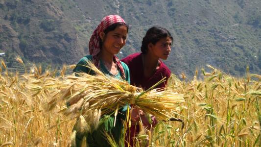 玉米田, 外勤工作人员, 工作领域, 女孩, 收获, 景观, 小麦收获