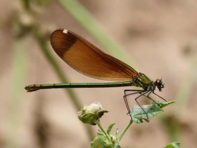 calopteryx haemorrhoidalis, 蜻蜓, 翅膀, 详细, 黑蜻蜓