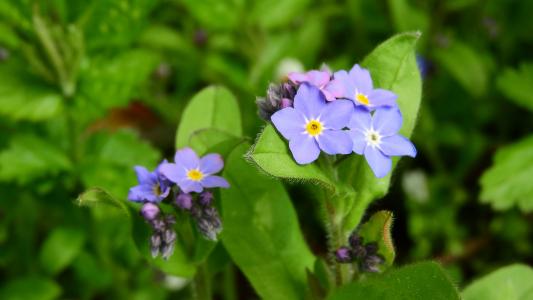 forget-me-不是森林, Myosotis sylvatica, 勿忘我, 春分, 蓝色的花朵, 紫色的花, 春天方面