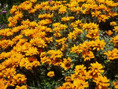 自然, 花, 黄色, 杂色菊, 地块