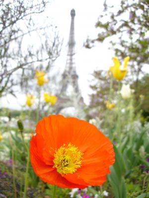 罂粟, 巴黎, 红色, 埃菲尔铁塔, 花, 塔