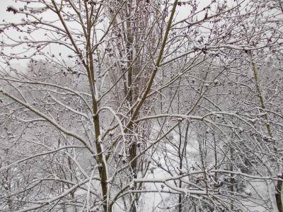 冬天, 雪, 白色, 树木, 分支机构