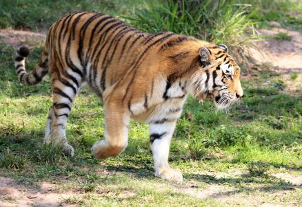 老虎, 野生, 寻找, 行走, 动物园, 猫科动物, 食肉动物