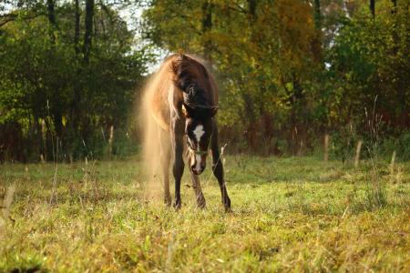 马, 小马驹, 灰尘, 牧场, 秋天, 滚动, 棕色