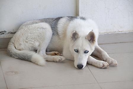 狗, 白色, 毛皮, 动物, 赫斯基, 在撒谎, 蓝色的眼睛