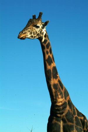giraffee, 野生动物, 非洲