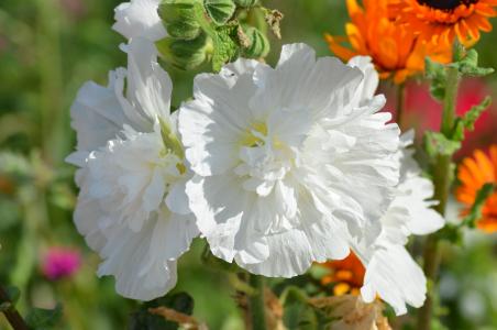 花, 白色的花, 自然, 花粉, 白色, 夏天的花, 白花