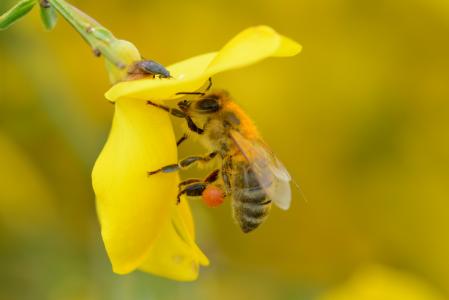 蜜蜂, 是最, 开花, 绽放, 蜂蜜蜂, 昆虫, 关闭