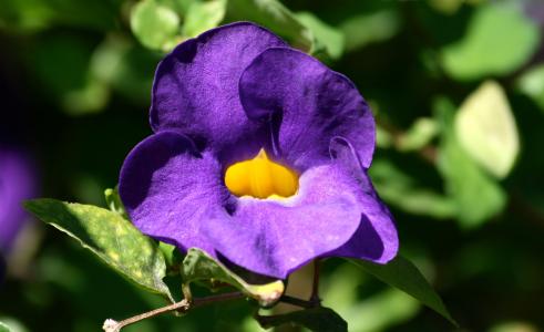 花, 紫色, 紫色的小花, 自然, 花香, 自然, 花园