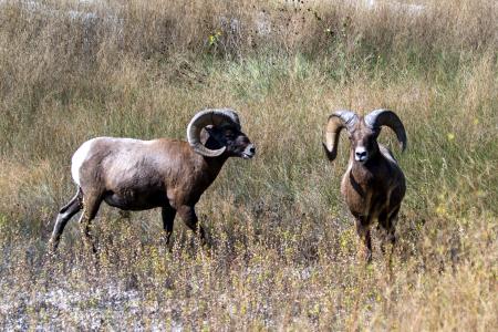 山绵羊, 羊, 野生动物, 野生动物摄影, 美国, 喇叭