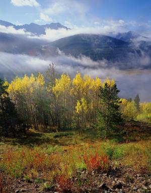 雾, 白杨, 科罗拉多州, 秋天, 秋天, 自然, 山