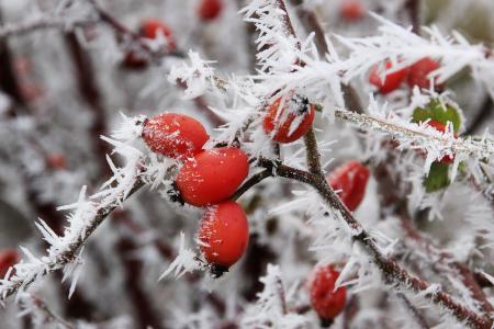冬天, 冰, 弗罗斯特, eiskristalle, 雪, 冻结, 玫瑰果