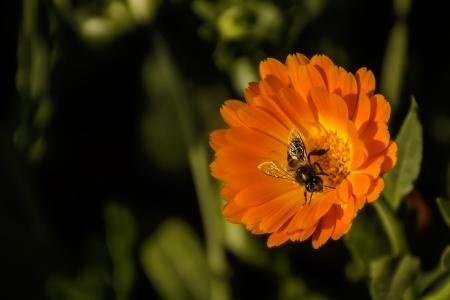 蜜蜂, 花, 春天, 宏观, 自然, 花粉, 花蜜