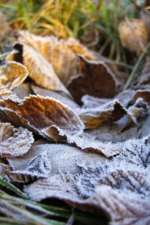 叶子, 地面霜, 弗罗斯特, 硬的雾凇, 干枯的树叶, 青铜器, 秋天