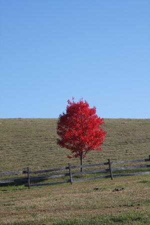 红, 红叶, 红色, 自然, 叶, 秋天, 赛季
