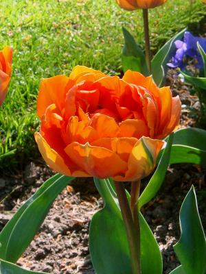 荷兰 tulp, 橙花, 郁金香, 荷兰, 春天, 绽放, 灯泡荷兰