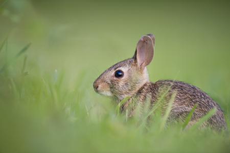 可爱, 动物, 小兔子, 可爱, 草, 自然, 兔子