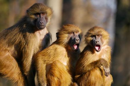 动物, 猿, 柏柏尔的猴子, 三只猴子, 动物的画像, 尖叫声, 兴奋