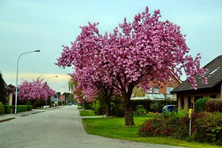 观赏樱桃, 道路, 树, 邻域, 细分, 住宅小区, 开花