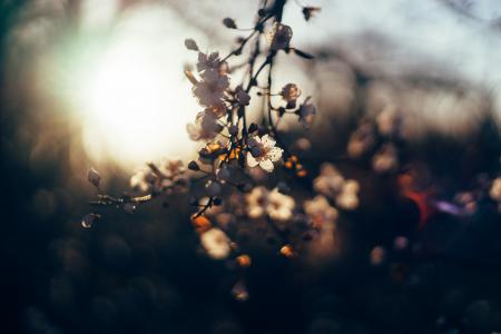 花, 日落, 叶子, 自然, 分公司, 树, 春天