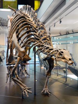 恐龙, 侏罗系, 骨头, 博物馆, 骨架, 死, 科学