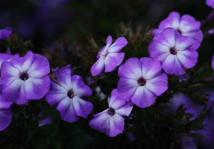 紫色, 花, 花香, 绽放, 多彩, 夏季, 花瓣