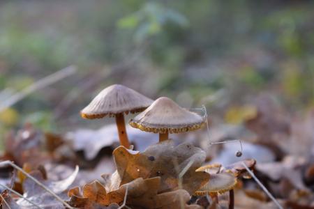 秋天, 蘑菇, 毒蕈, 森林, 自然, 秋天, 赛季