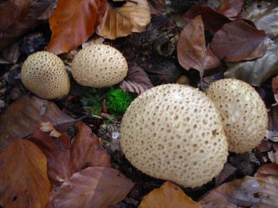 马勃, 蘑菇, 金, 10 月, 秋天, 叶子, 森林的地面
