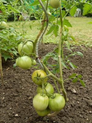 西红柿, 花园, 食品