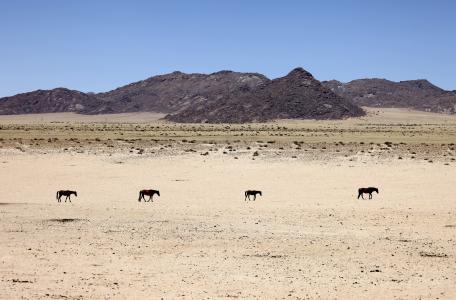 纳米比亚, 沙漠, 沙子, 马, 动物, 商队, 孤独