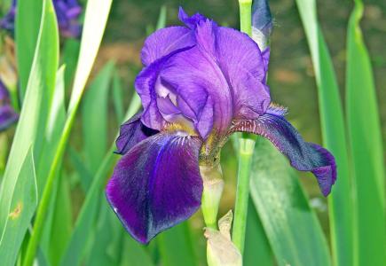 紫色, 花香, 植物, 自然, 开花, 绽放, 花瓣