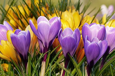 花, 番红花, 紫罗兰色, 黄色, 春天, 紫色, 花瓣