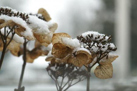 绣球花, 冬天, 嗖嗖声, 雪, 感冒, 头发, 植物