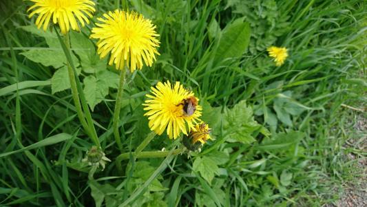 大黄蜂, 蒲公英, 草, 夏季, 瑞典