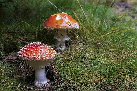 蘑菇, 飞金顶, 红色蘑菇, 毒蘑菇, 自然, 草甸, 景观