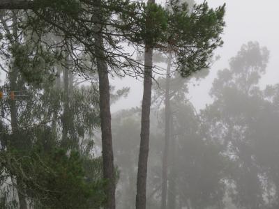 松林, 雾, 松树