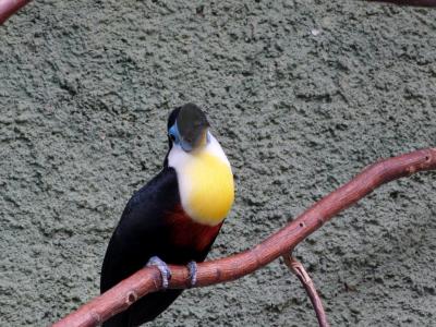鸟, 巨嘴鸟, 黑色, 黄色, 蓝色, 分公司, 动物园