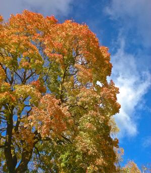 秋天, 树, 黄色, 自然, 天空蓝, 叶子蓝色天空, 叶