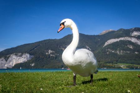 天鹅, 鸟, 动物, 水鸟, 野生动物摄影, 湖, 自然