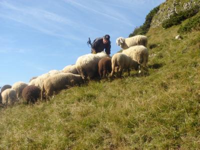 群羊, 山绵羊, 绵羊牧场地