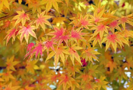 枫树, 叶子, 秋天的落叶, 秋天, 黄色, 叶