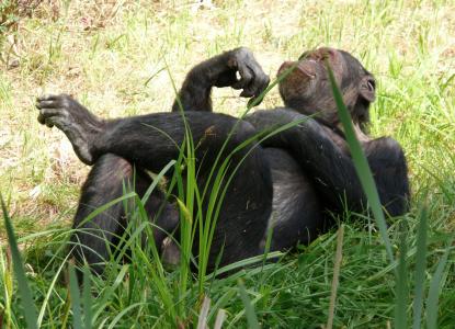 猴子, 黑猩猩, 放松, 自然, 休息, 草, 关注