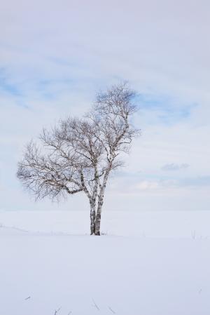 树, 冬天, 孤独, 一个, 景观, 孤独, 感冒