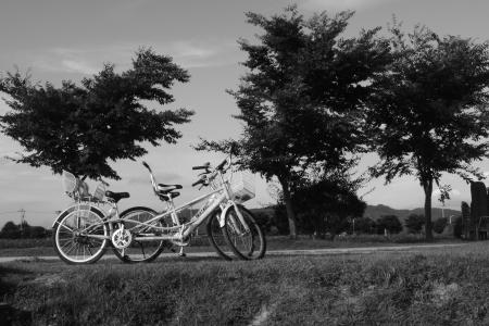自行车, 松树, 景观, 黑色和白色, 内存, 爱