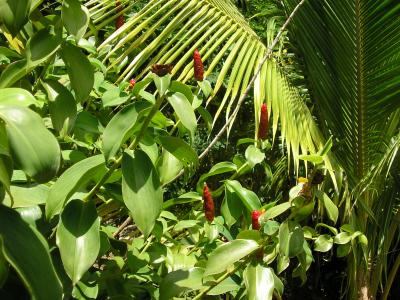 雨林, 辣椒, 棕榈, 绿色植物, 特立尼达和多巴哥, 风光, 森林