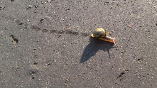 蜗牛, 缓慢, 扁, 沥青, 蜗牛, 跟踪, 阴影
