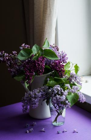 紫色, 花, 绽放, 开花, 绿色, 叶, 自然