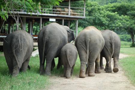 大象, 泰国, 大象自然公园, 动物, 哺乳动物, 野生动物, 自然